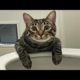 Funny animals - Funny cats / dogs - Funny animal videos / Best videos of January 2023