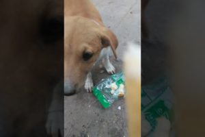 Feeding Hungry Stray Dog😔🙂Street Dogs Happiness 😇 #shorts #dog