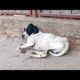 dog rescue videos - dog rescue videos transformation- rescue animal video 2023