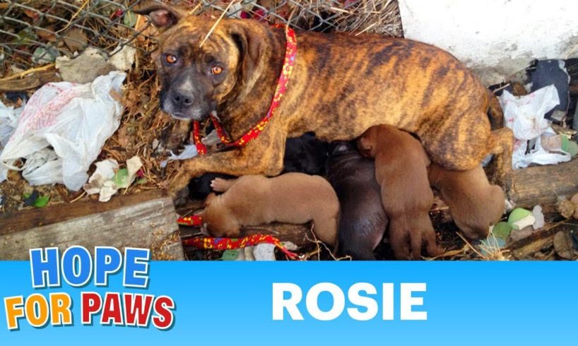 dog rescue videos - dog rescue videos transformation- rescue animal video 2023