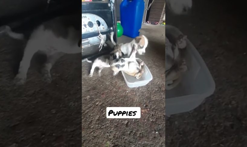 Cute puppies