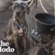 dog rescue videos - dog rescue videos transformation- rescue animal video 2023