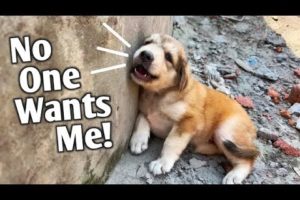 dog rescue videos - dog rescue videos transformation- rescue animal video 2023