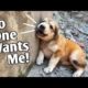 dog rescue videos - dog rescue videos transformation- rescue animal video 2023