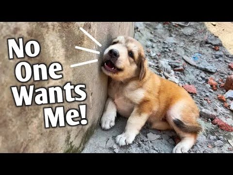 dog rescue videos - dog rescue videos transformation- rescue animal video 2023