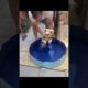 #cutedog #shortvideo #dog #dogs #subscribe #subscribeyoutube #viral #cute #puppies #cutest #shor