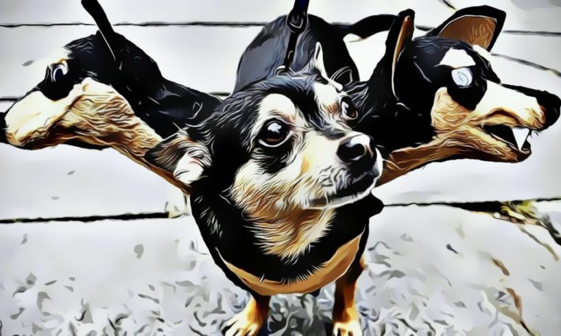 Cute baby animals Videos Compilation cutest moment of the animals - Cutest Puppies #2 2023