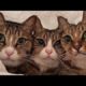 Funny animals - Funny cats / dogs - Funny animal videos 269