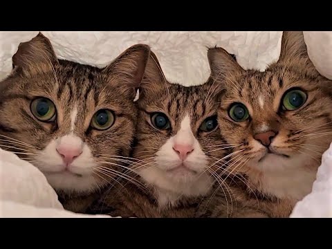 Funny animals - Funny cats / dogs - Funny animal videos 269