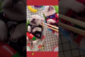 Cute baby animals Videos Compilation cutest moment of the animals😍😍 - Cutest Puppy #shorts