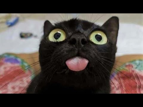 Funny animals - Funny cats / dogs - Funny animal videos 268