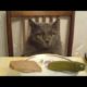 Funny animals - Funny cats / dogs - Funny animal videos 271