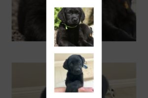 THIS or That Cute Black Labrador PUPPY Edition!! Cutest Puppies Ever!! #short