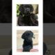 THIS or That Cute Black Labrador PUPPY Edition!! Cutest Puppies Ever!! #short