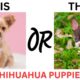 THIS or That Cute Chihuahua PUPPY Edition!! Cutest Puppies Ever!!