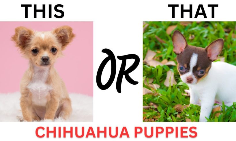THIS or That Cute Chihuahua PUPPY Edition!! Cutest Puppies Ever!!
