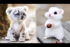 Cute baby animals Videos Compilation cute moment of the animals #3 Cutest Animals 2023