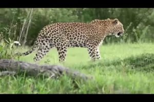 जानवरों की सबसे भयानक लड़ाई | 10 Most Dangerous Wild Animal Fights