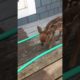 #cute #animals #viral Baby deer Fawn Bleats After Being Rescued