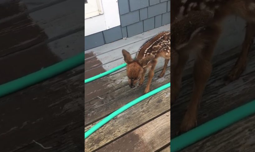 #cute #animals #viral Baby deer Fawn Bleats After Being Rescued