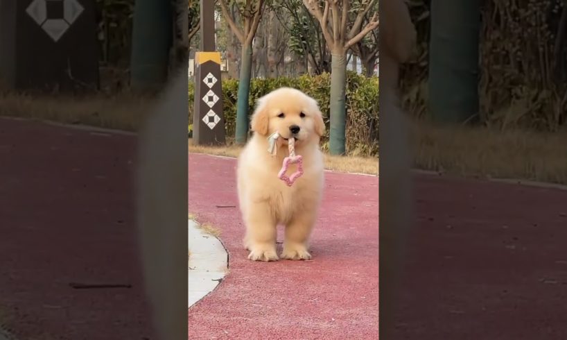 cutest puppies in the world  🥰#shorts #puppies