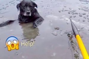 21 Animal Rescues That Will Make You Cry | TCN animal rescues videos