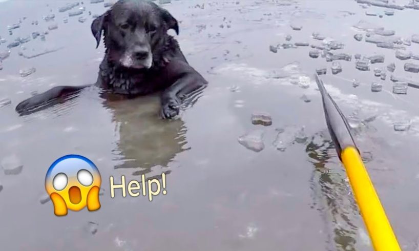 21 Animal Rescues That Will Make You Cry | TCN animal rescues videos