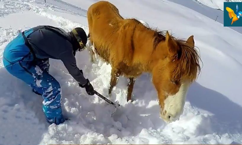 21 Animal Rescues That Will Make You Cry | AR - Animal Rescues