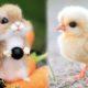 Cute baby animals Videos Compilation cute moment of the animals #1 Cutest Animals 2023