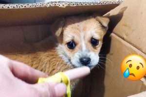 21 Animal Rescues That Will Make You Cry