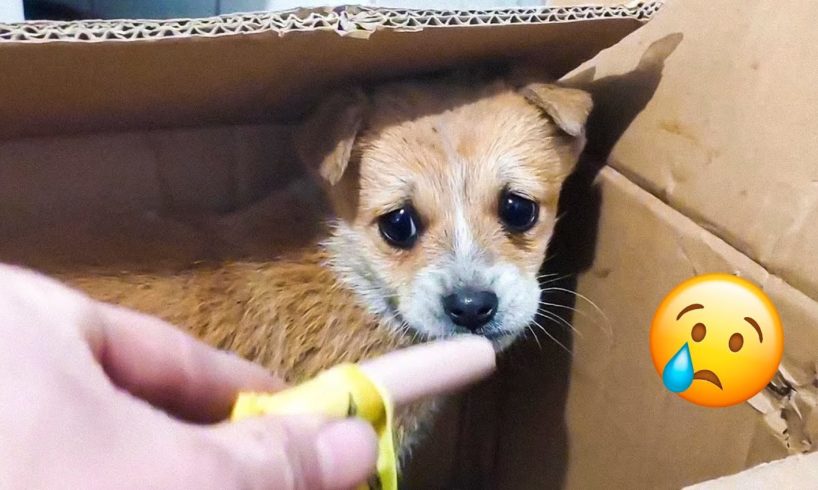 21 Animal Rescues That Will Make You Cry