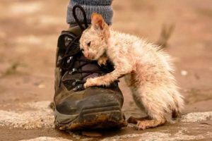 21 Animal Rescues That Will Make You Cry | Amazing animal rescues