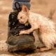 21 Animal Rescues That Will Make You Cry | Amazing animal rescues