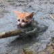 21 Animal Rescues That Will Make You Cry | TCN animal rescues videos