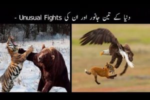 3 Unexpected Animal From Fights Cought On Camera |جانوروں کی انوکھی لڑائیاں | FactopTv