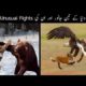3 Unexpected Animal From Fights Cought On Camera |جانوروں کی انوکھی لڑائیاں | FactopTv