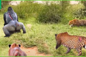 30 Moment Leopard Attacks Gorilla To Save Baby And Take Revenge On Gorilla