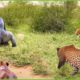 30 Moment Leopard Attacks Gorilla To Save Baby And Take Revenge On Gorilla