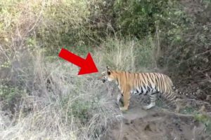 30 Scariest Tiger Encounters