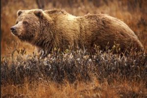 4 Bear Encounters That Will Give You Anxiety | Dangerous bear encounters