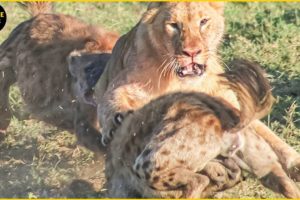 45 BRUTAL FIGHT LION VS HYENA YOU NEVER SEEN BEFORE