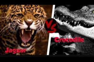 5 most dangerous animal fights . watch fight #jaguar vs #crocodile