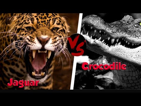 5 most dangerous animal fights . watch fight #jaguar vs #crocodile