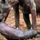 50 CRAZIEST  ANIMALS FIGHTING CAUGHT ON CAMERA! ...Best wild animals fighting 2023