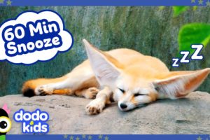 60 Minutes Of Sleepy Animals, Quiet Music | Dodo Kids