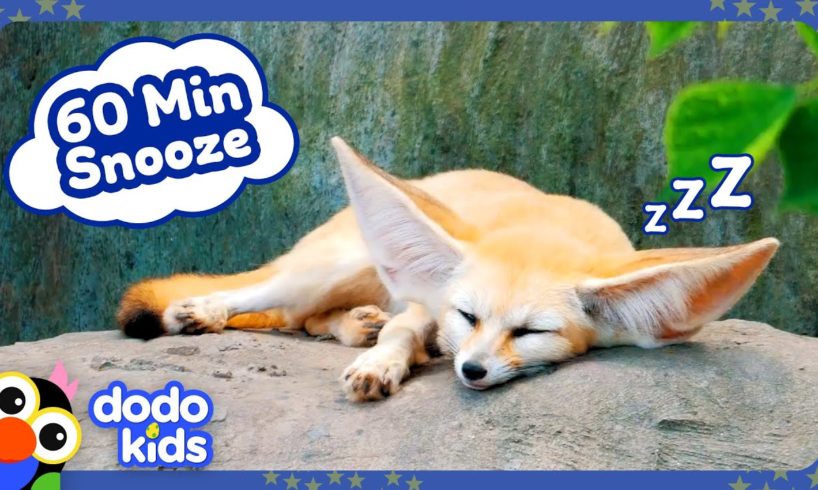 60 Minutes Of Sleepy Animals, Quiet Music | Dodo Kids