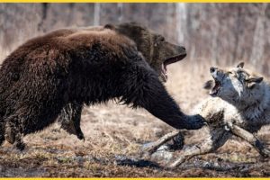 8 Deadly Battles Of The Natural World's Most Ferocious Animals | Animal Fights