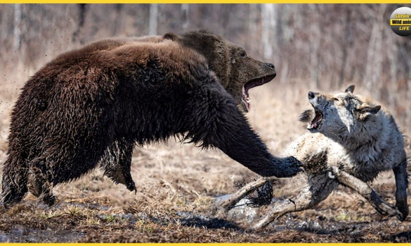 8 Deadly Battles Of The Natural World's Most Ferocious Animals | Animal Fights