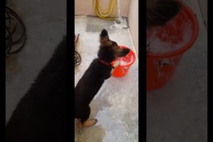 @GsdHandsome #puppy Alpha,playing with water in Hot Summer #shorts #animals #youtubeshorts #viral
