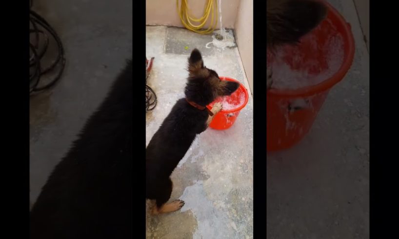 @GsdHandsome #puppy Alpha,playing with water in Hot Summer #shorts #animals #youtubeshorts #viral